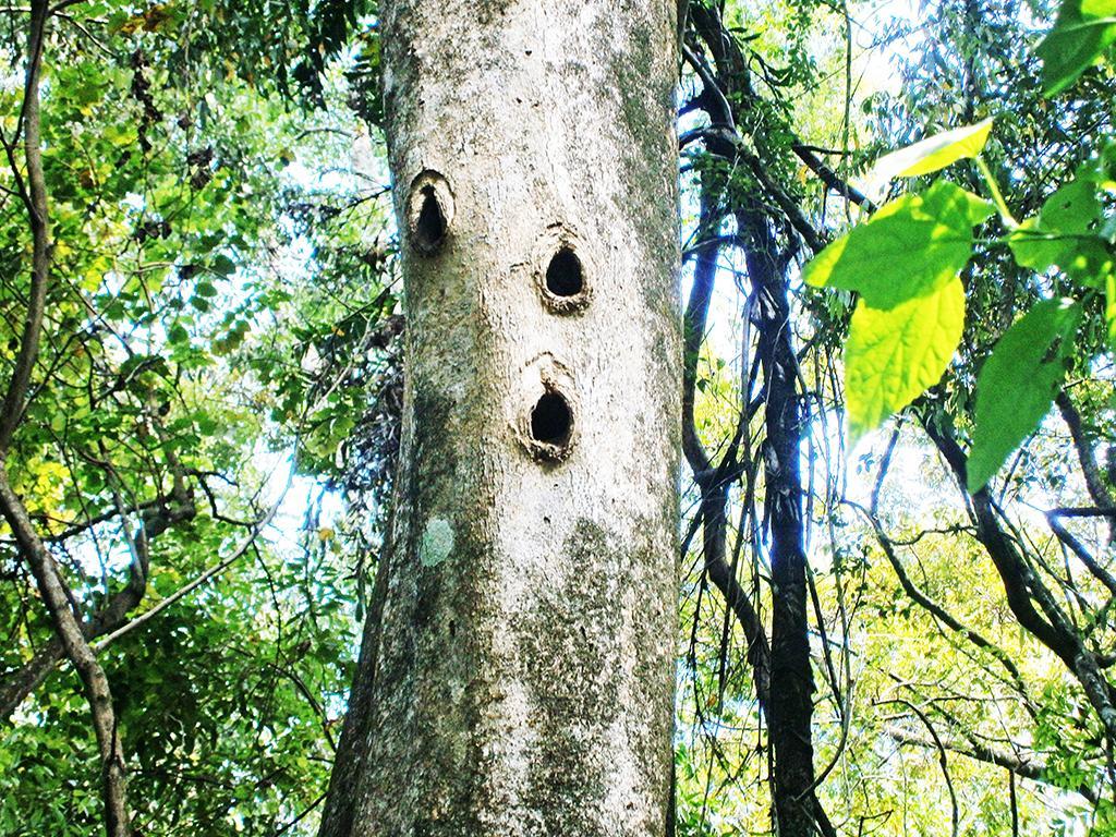 Surrey Bird Sanctuary & Holiday Resort Welimada Luaran gambar
